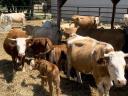 Eladó Magyartarka,  Charolais,  Limousin tehenek borjakkal