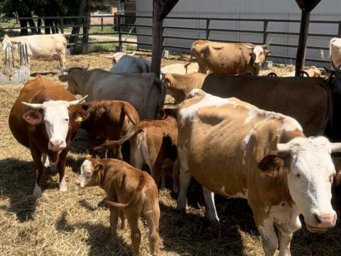 Eladó Magyartarka, Charolais, Limousin tehenek borjakkal Eladó Magyartarka, Charolais, Limousin tehenek borjakkal