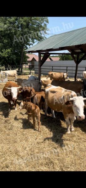 Eladó Magyartarka,  Charolais,  Limousin tehenek borjakkal