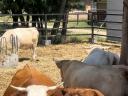 Eladó Magyartarka,  Charolais,  Limousin tehenek borjakkal