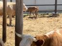 Eladó Magyartarka,  Charolais,  Limousin tehenek borjakkal