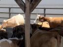 Eladó Magyartarka,  Charolais,  Limousin tehenek borjakkal