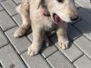 Kuvasz jellegű kiskutya ingyen elvihető