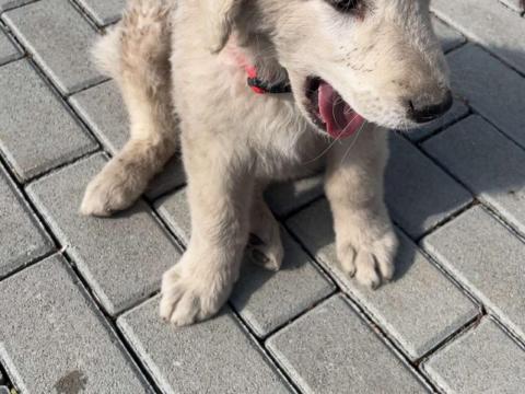 Kuvasz jellegű kiskutya ingyen elvihető Kuvasz jellegű kiskutya ingyen elvihető