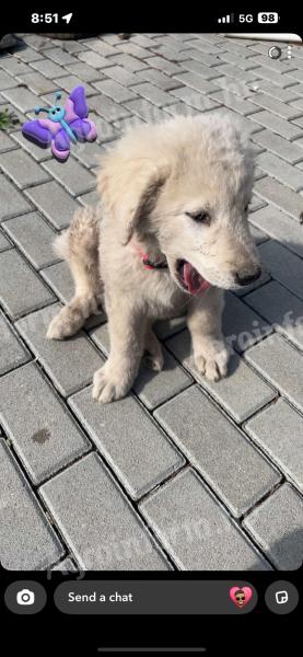 Kuvasz jellegű kiskutya ingyen elvihető