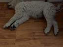 Kuvasz jellegű kiskutya ingyen elvihető