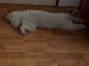 Kuvasz jellegű kiskutya ingyen elvihető