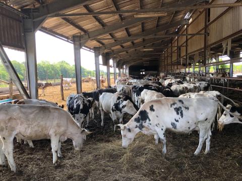 Eladó tehenek Eladó tehenek