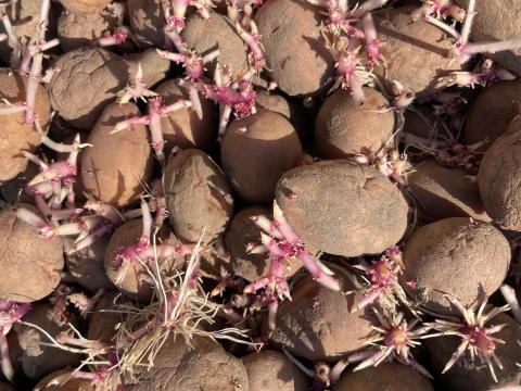 Balatoni rózsa vetőméretű burgonya eladó Balatoni rózsa vetőméretű burgonya eladó