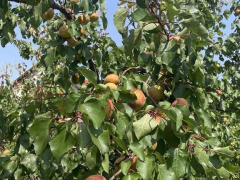 Termő kajszibarack ültetvény eladó vagy bérbe adó