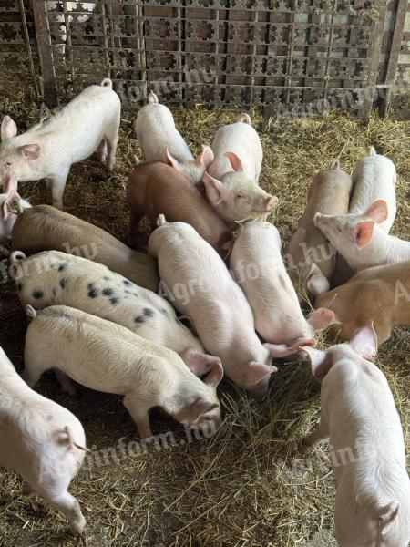 Hús jellegű választási malacok malac