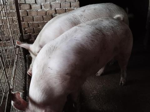 Hízó eladó Hízó eladó