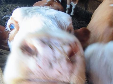 Magyartarka Szarvasmarha Magyartarka Szarvasmarha