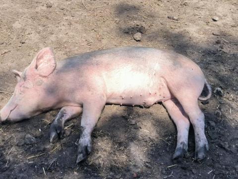 Eladó Sertés Eladó Sertés