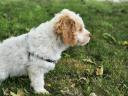 Lagotto Romagnolo
