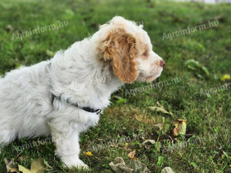 Lagotto Romagnolo