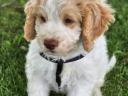 Lagotto Romagnolo