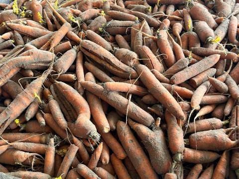 Takarmány sárgarépa Takarmány sárgarépa