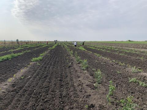 Mindenféle mezőgazdasági munkát vállalok Mindenféle mezőgazdasági munkát vállalok