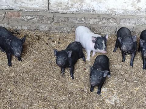 Eladó vietnámi malacok Eladó vietnámi malacok