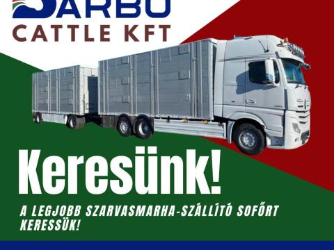 Szarvasmarha-szállító kamionsofőr Szarvasmarha-szállító kamionsofőr