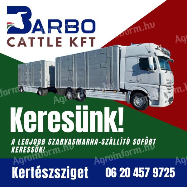 Szarvasmarha-szállító kamionsofőr