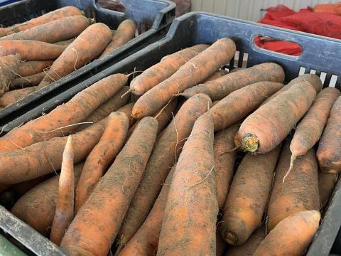 Takarmányrépa 45 Ft/kg Takarmányrépa 45 Ft/kg