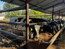Holstein-fríz pedigrés üszők 1650 EUR/db irányáron