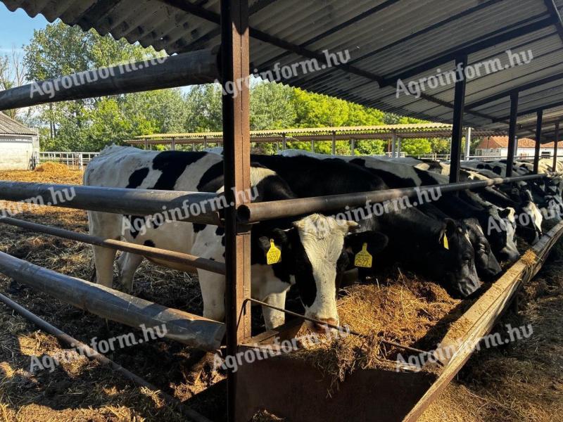 Holstein-fríz pedigrés üszők 1650 EUR/db irányáron