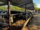 Holstein-fríz pedigrés üszők 1650 EUR/db irányáron
