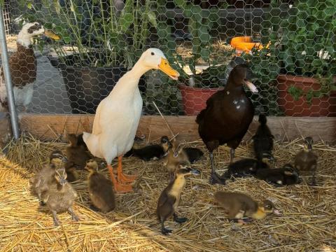 Elvihető 2 futókacsa fióka - 1 csomagban Elvihető 2 futókacsa fióka - 1 csomagban