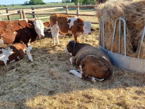 Magyartarka bika borjúk Izsákon Magyartarka bika borjúk Izsákon