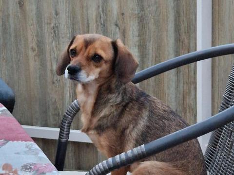 Ingyen elvihető kiskutya Ingyen elvihető kiskutya