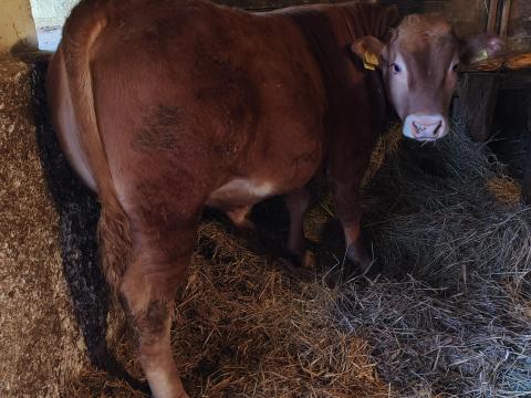 Limousine bikák Limousine bikák