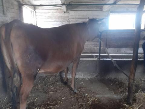 Jersey üsző eladó Jersey üsző eladó