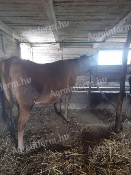 Jersey üsző eladó