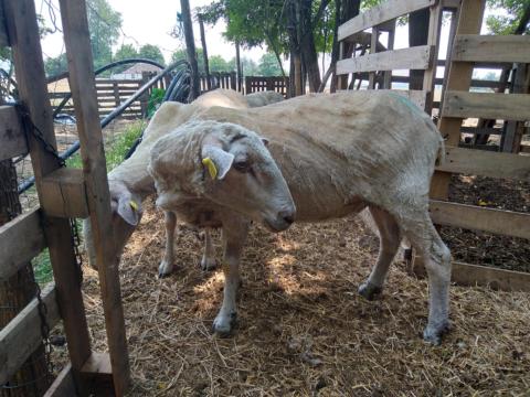 Merinó anyajuh eladó Merinó anyajuh eladó