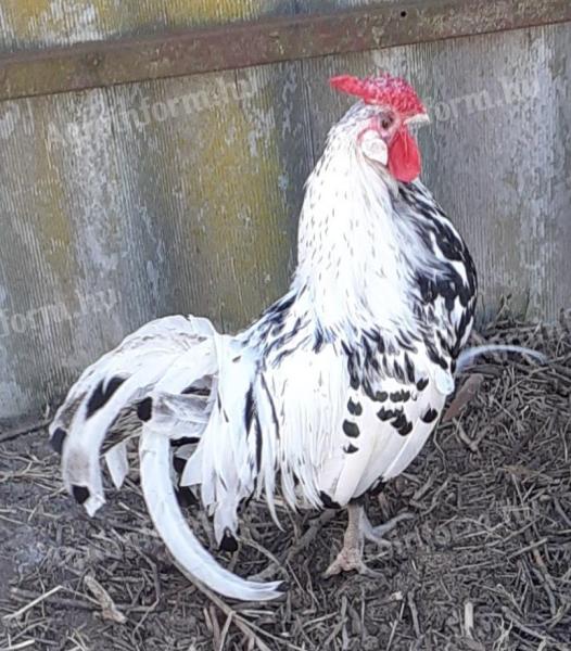 Tyúk. Hamburgi pöttyös kakas eladó