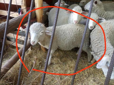 Kos bárány Kos bárány