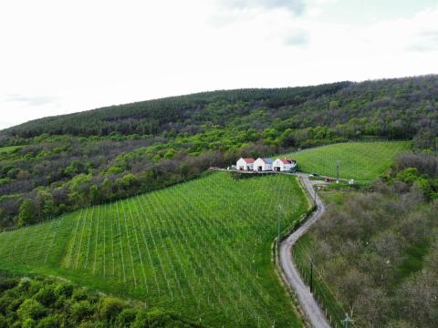 Szőlész/ borász Szőlész/ borász