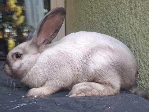 Székely nyulak Székely nyulak