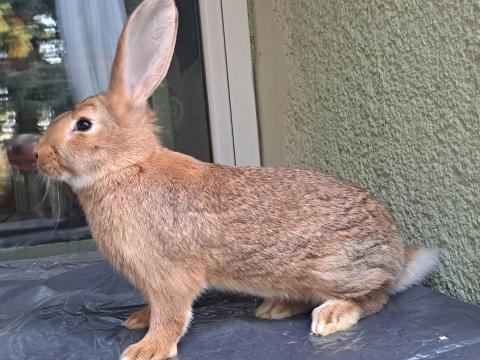 Vadas bak nyúl Vadas bak nyúl