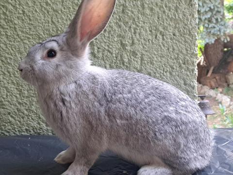 Csincsilla baknyúl Csincsilla baknyúl