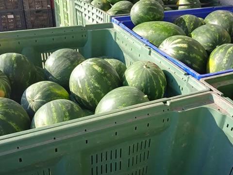 Dinyeszedést munkát valok Dinyeszedést munkát valok