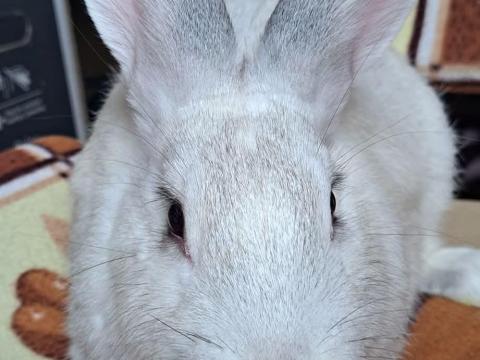 Fekete deres nyulak Fekete deres nyulak