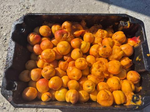 Méz édes magyarkajszibarack Cefrének kiváló minőségben kapható Méz édes magyarkajszibarack Cefrének kiváló minőségben kapható