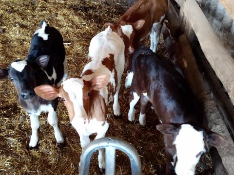 Üsző borjak eladók Üsző borjak eladók