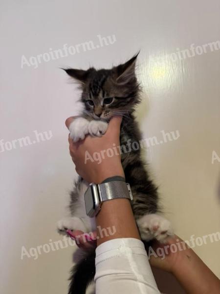 Törzskönyv nélküli Maine Coon kölykök