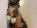 Törzskönyv nélküli Maine Coon kölykök