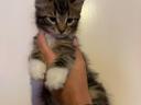 Törzskönyv nélküli Maine Coon kölykök